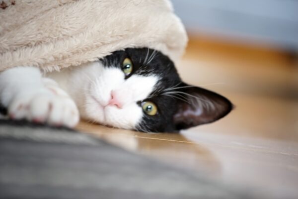 毛布にくるまり手を伸ばす猫