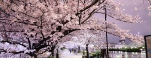 隅田川沿いの桜