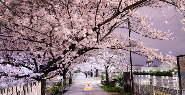 隅田川沿いの桜