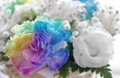 彩り豊かなバラの花を囲む白い花