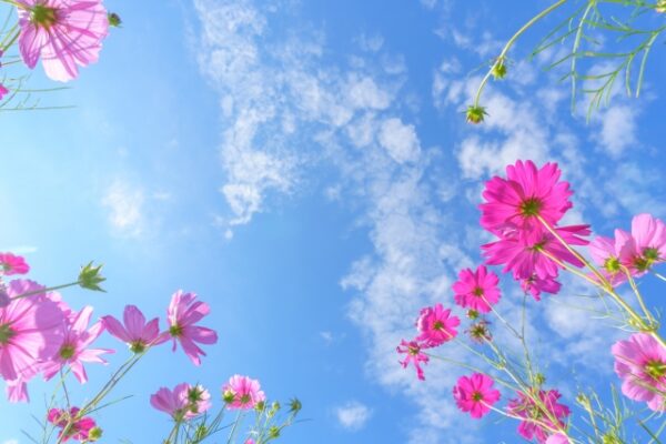 空に向かって花を咲かすコスモス