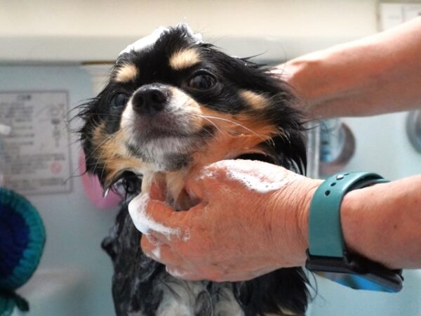 洗ってもらって楽しそうな顔の小型犬