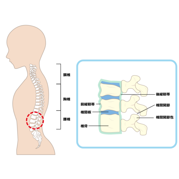 椎間の図説