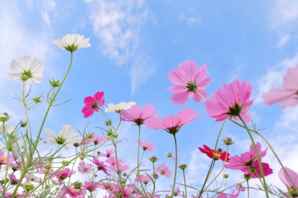 青空に向かって、白やピンクのコスモスの花がのびやかに咲いている。 風に揺れる花々から、やさしさと希望が感じられる。